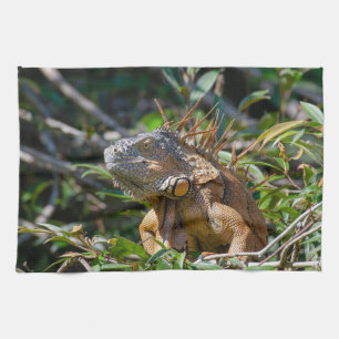 Paño De Cocina Fotografía de Fauna de Belice: Lagarto Iguana Nara