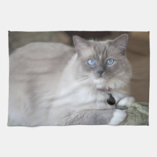 Paño De Cocina Gata Ragdoll hembra
