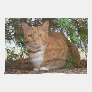 Paño De Cocina Gato Atigrado Naranja Doméstico con Jengibre