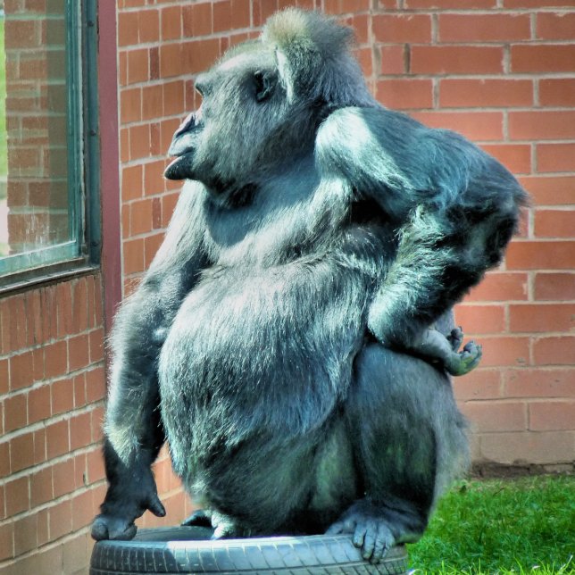 PAÑO DE COCINA GORILLA (Subido por el creador)