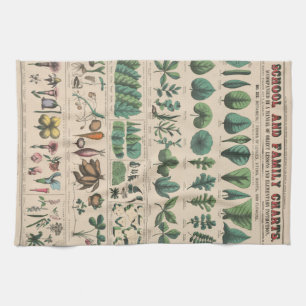 Paño De Cocina Gráfico Antiguo de la Escuela Botánica Naturaleza 
