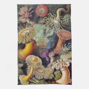 Paño De Cocina Haeckel Sea Urchins