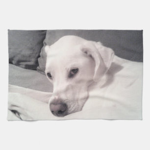 Paño De Cocina Hermoso Elegante Labrador Blanco Mezcla Perro Gray