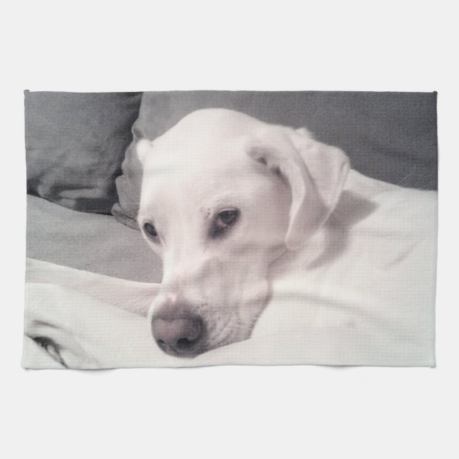 Paño De Cocina Hermoso Elegante Labrador Blanco Mezcla Perro Gray (Horizontal)