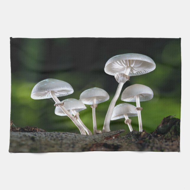 Paño De Cocina Hongos del Ostión Blanco Otumn (Horizontal)