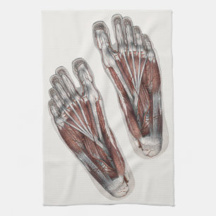 Paño De Cocina Huella de anatomía humana vintage podología pies