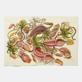 Paño De Cocina Ilustración botánica de la planta jarra de Haeckel
