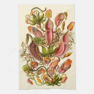 Paño De Cocina Ilustración botánica de la planta jarra de Haeckel