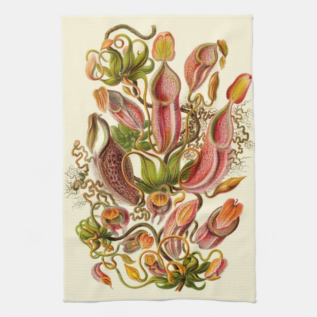 Paño De Cocina Ilustración botánica de la planta jarra de Haeckel (Vertical)
