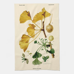 Paño De Cocina Ilustracion Botánico Vintage Ginkgo Biloba