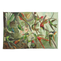 Ilustracion del colibrí de Ernst Haeckel