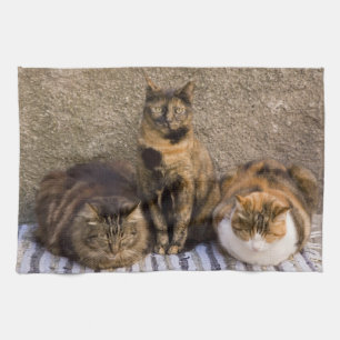 Paño De Cocina Italia, Cinque Terre, Vernazza. Tres gatos