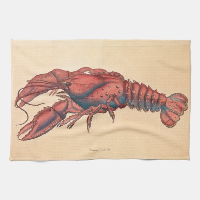 Paño De Cocina James Sowerby Serrate Lobster (Horizontal)