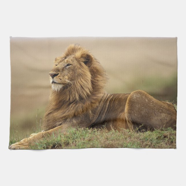 Paño De Cocina Kenia, Masai Mara | León macho (Horizontal)