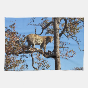 Paño De Cocina Leopardo en un árbol en África