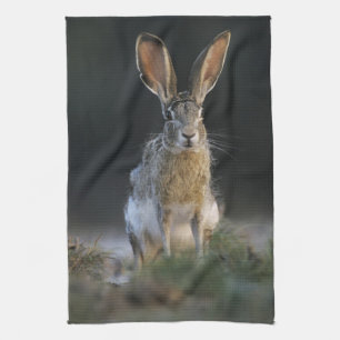 Paño De Cocina Liebre de cola negra, Lepus californicus, 2