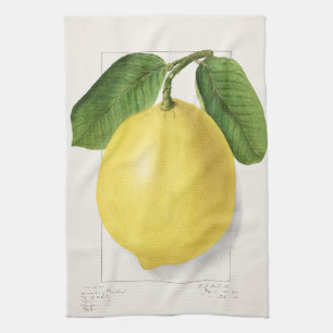 Paño De Cocina Limón (Citrus Limon) por Ellen Isham Schutt – 1910