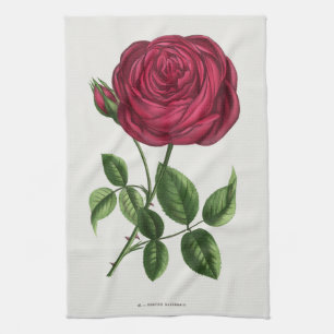 Paño De Cocina Litografía de rosa antigua, François-Frédéric Grob