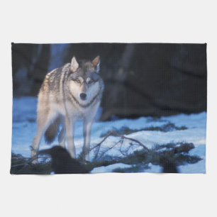 Paño De Cocina lobo gris, Canis lupus, en las estribaciones