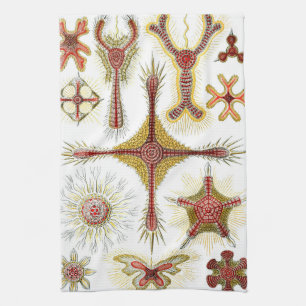 Paño De Cocina Manzanilla silvestre por Ernst Haeckel, Naturaleza