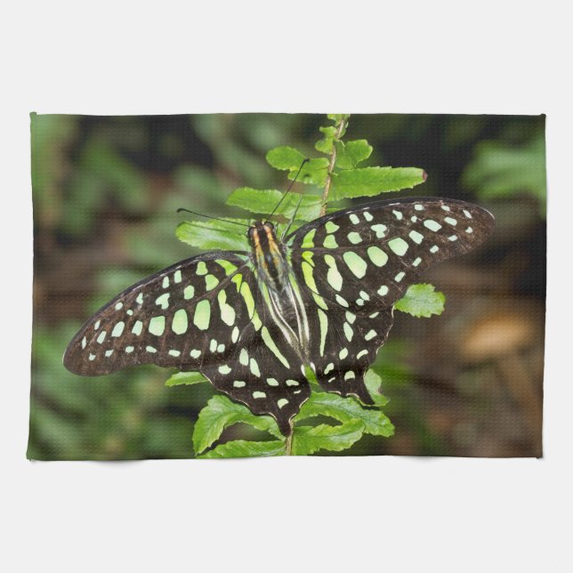 Paño De Cocina Mariposa Jay cola (Horizontal)