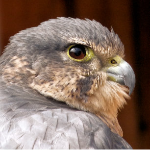 PAÑO DE COCINA MERLIN FALCON BIRD DE PRESA