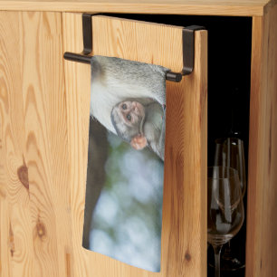 Paño De Cocina Mono Vervet Pensativo – Fotografía de Animales