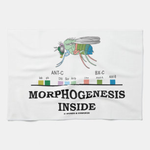 Paño De Cocina Morfogénesis dentro de genes de la mosca del
