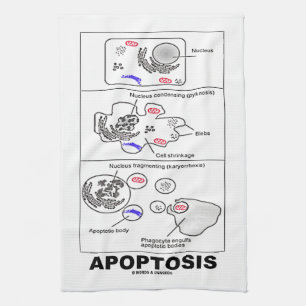 Paño De Cocina Muerte celular programada biología de Apoptosis