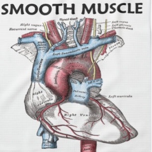Paño De Cocina Músculo liso interior (Corazón de anatomía gris)