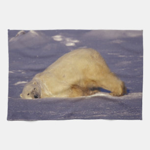 Paño De Cocina NA, Canadá, Manitoba, Churchill, Oso polar