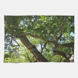 Paño De Cocina Naturaleza verde del árbol de Sycamore
