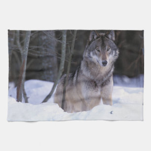 Paño De Cocina Norteamérica, Canadá, Canadá Oriental, Lobo gris