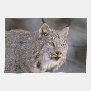 Paño De Cocina Norteamérica, EE. UU., Alaska, Haines. Lince (Feli