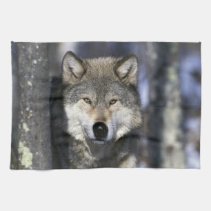Paño De Cocina Norteamérica, EE. UU., Minnesota. Lobo Canis