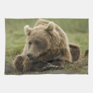 Paño De Cocina Oso pardo, o oso grizzly costero, Ursus