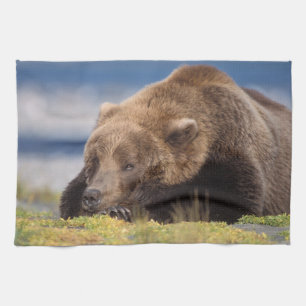 Paño De Cocina oso pardo, Ursus arctos, oso pardo, Ursus 8