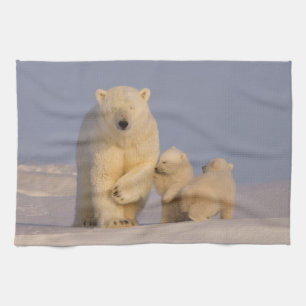 Paño De Cocina oso polar, Ursus maritimus, cerda con recién nacid