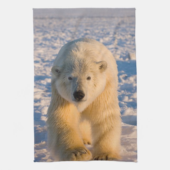 Paño De Cocina oso polar, Ursus maritimus, oso polar sobre hielo (Vertical)