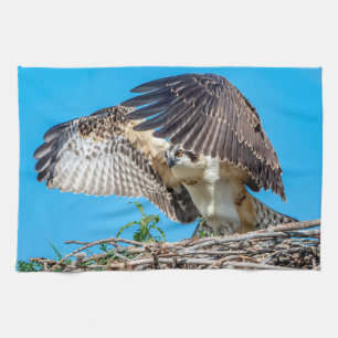 Paño De Cocina Osprey juvenil en el nido