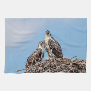 Paño De Cocina Osprey juvenil en el nido