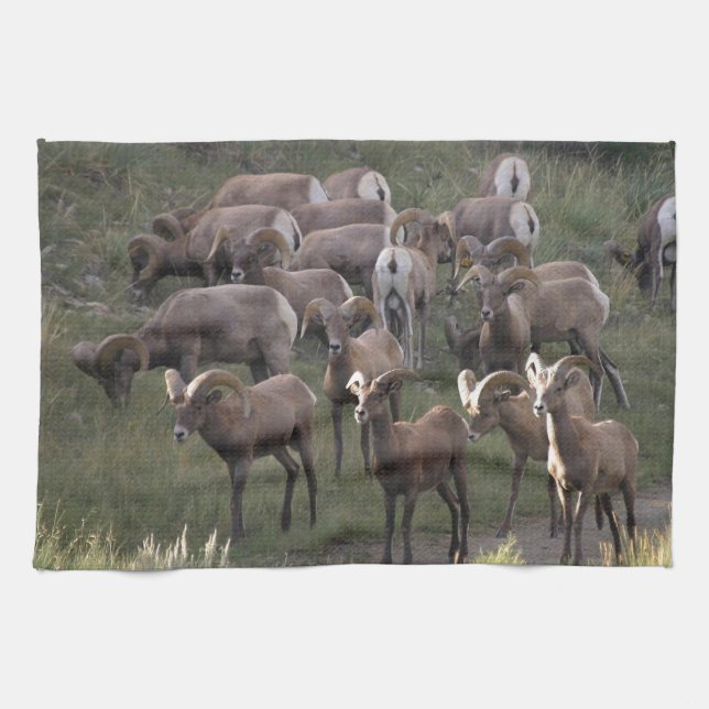 Paño De Cocina Ovejas de Bighorn jovenes (Horizontal)