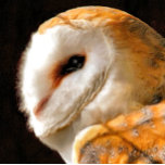 PAÑO DE COCINA OWLS<br><div class="desc">Una hermosa y suave acuarela artística de una lechuza de granero.</div>