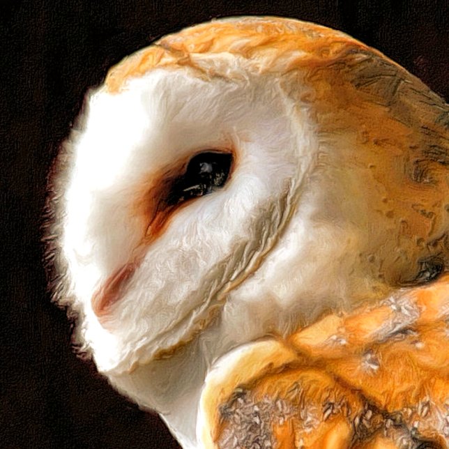 PAÑO DE COCINA OWLS (A beautiful soft artistic watercolor of a Barn Owl.)