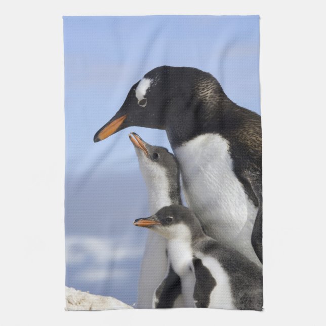 Paño De Cocina Península Antártica, Puerto Neko, Gentoo (Vertical)