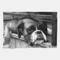 Perro Boxer En Windowsill Ktm