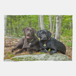 Paño De Cocina Perros cachorros Black Lab Chocolate Labrador Recu