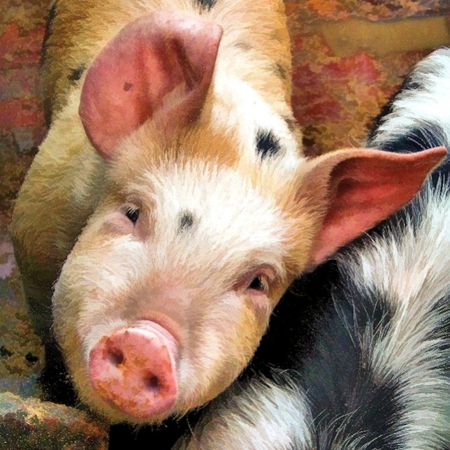 PAÑO DE COCINA PIGS (Subido por el creador)