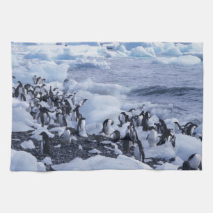 Paño De Cocina Pingüinos de Adelia Pygoscelis adeliae