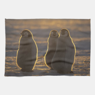 Paño De Cocina Pingüinos emperadores
